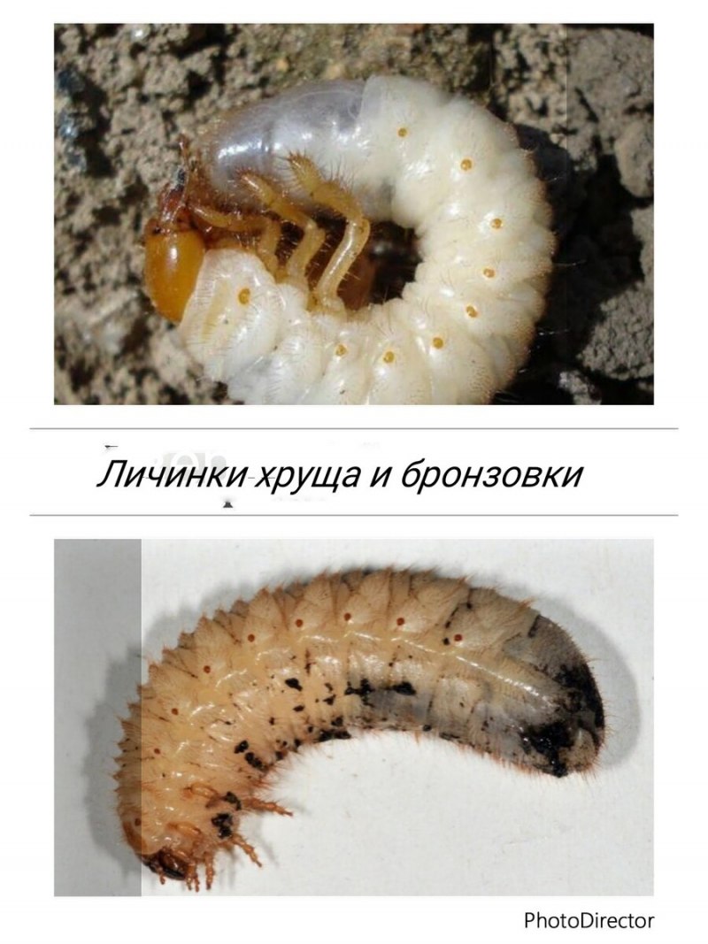 Личинка бронзовки и майского жука