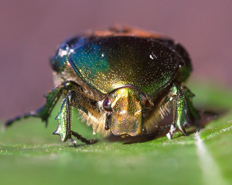 Жук Mecynorrhina torquata