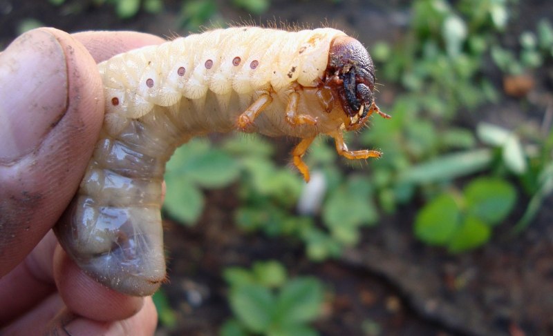 Mecynorrhina Polyphemus