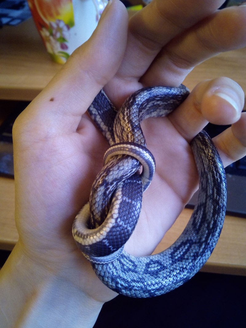 Blue Beauty Snake