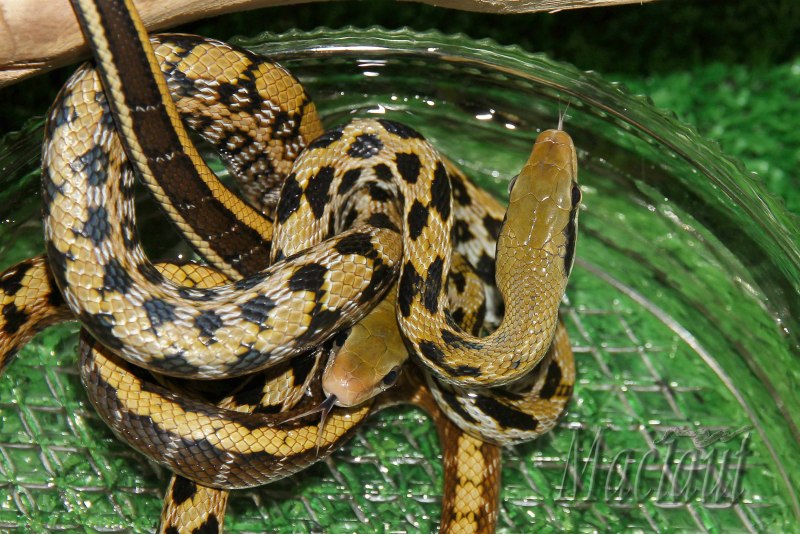 Orthriophis taeniurus