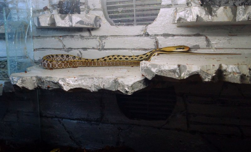 Archelaphe Bella chapaensis
