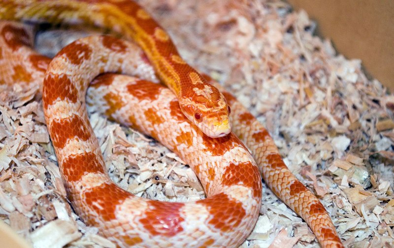 Orthriophis taeniurus ridleyi