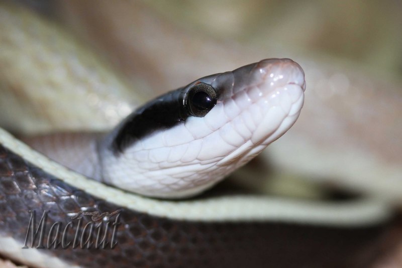Тонкохвостый полоз (Orthriophis taeniurus)