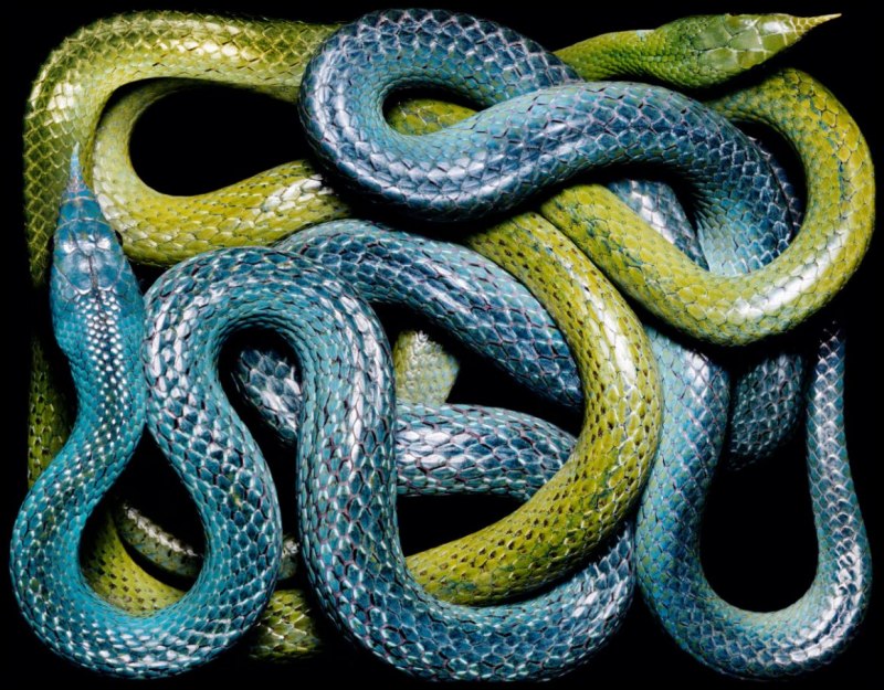Pituophis melanoleucus