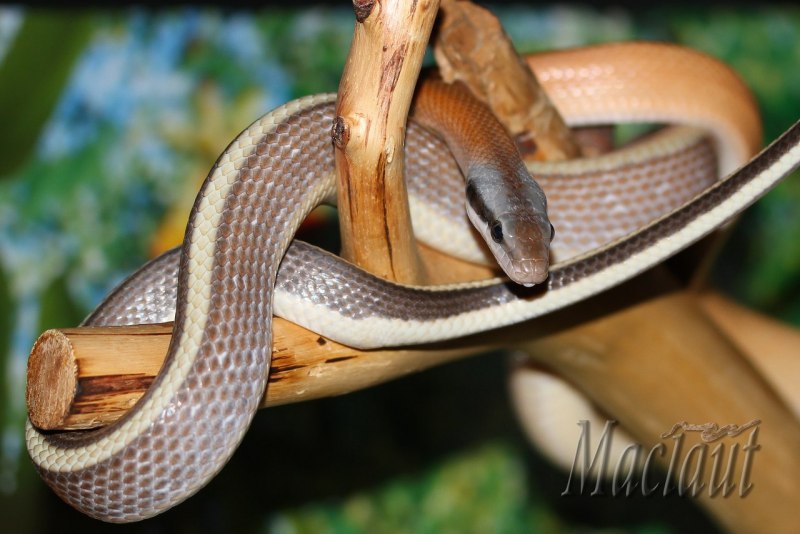 Elaphe Taeniura ridleyi