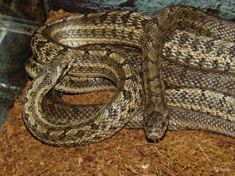Orthriophis taeniurus Calico