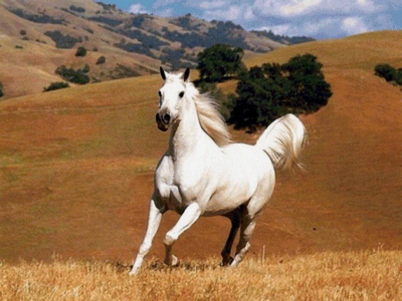 Mustang лошадь белая