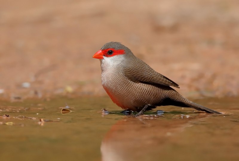 Amandava Amandava