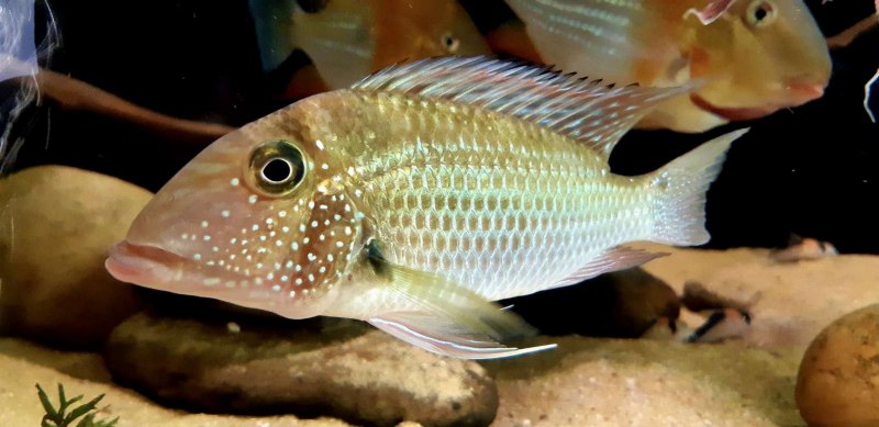 Geophagus abalios