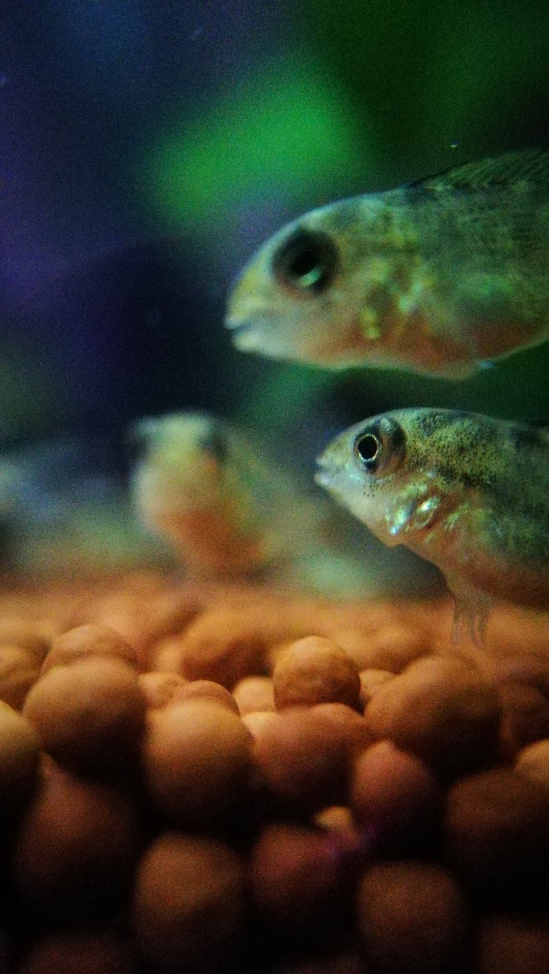 Geophagus argyrostictus