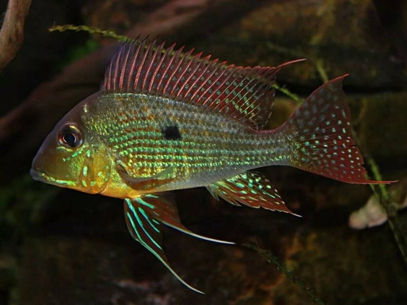 Geophagus taeniopareius