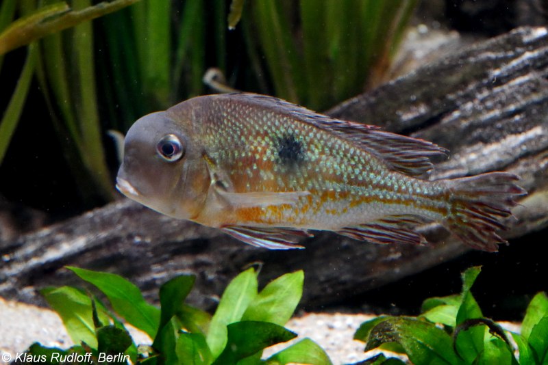 Геофагусы Вайнмиллера Geophagus winemilleri