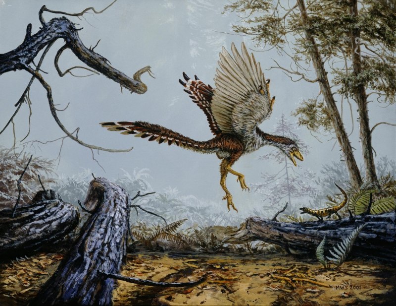 Archaeopteryx lithographica