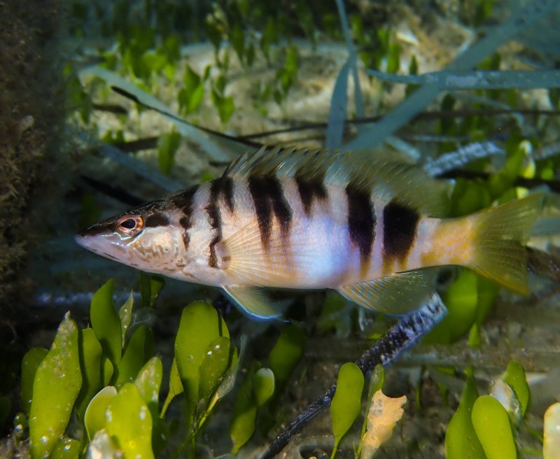 . Micropterus punctulatus