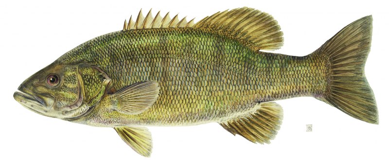 Micropterus salmoides