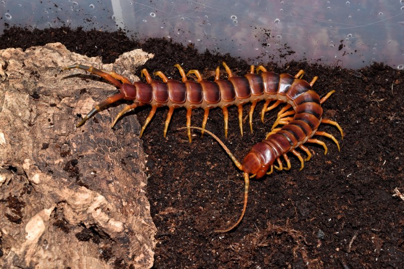 Сколопендры Cormocephalus coynei