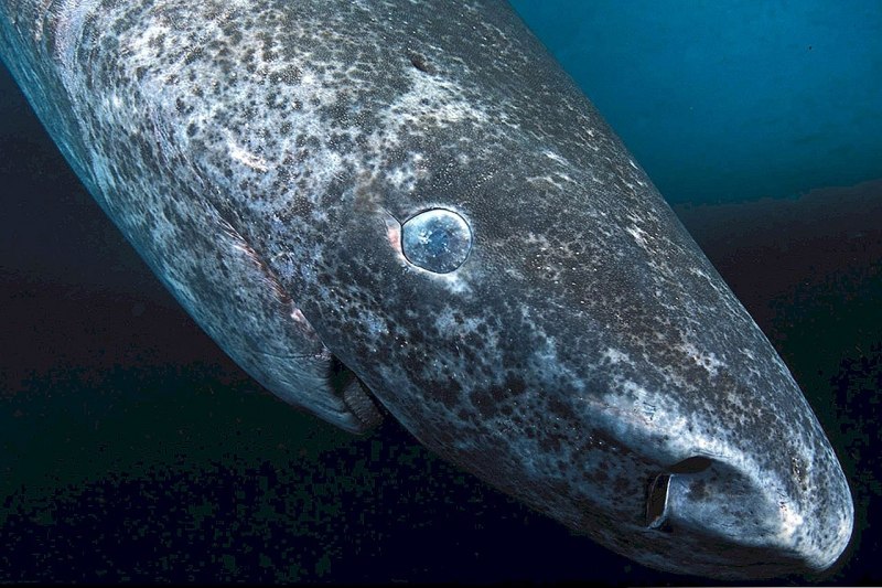 Полярная акула (Somniosus microcephalus)