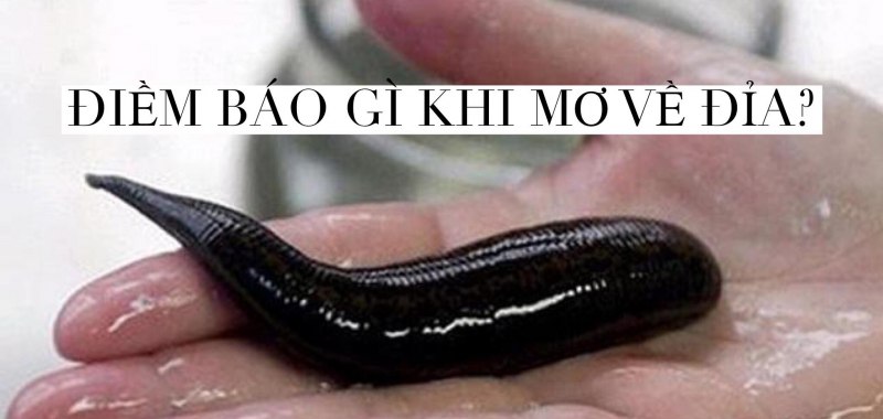 Медицинская пиявка гермафродит