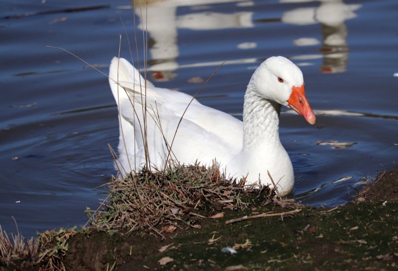 Гусь белый (Anser caerulescens hyperboreus)