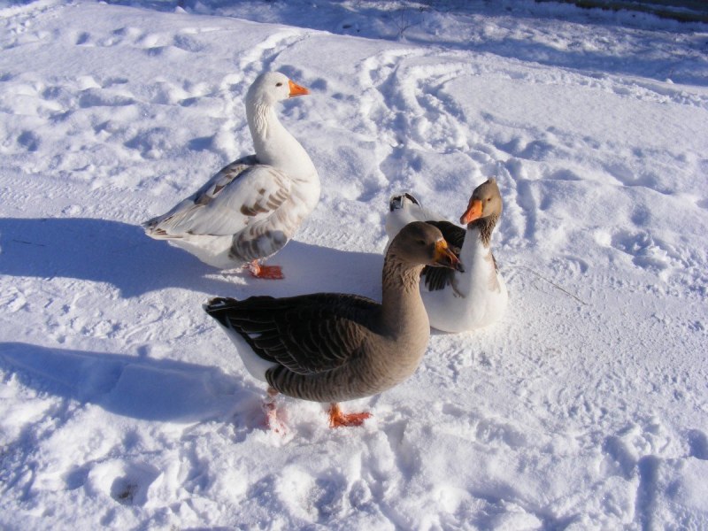 Гусь белый (Anser caerulescens hyperboreus)
