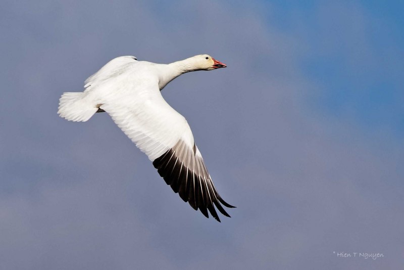 Сноу Гус (Snow Goose)