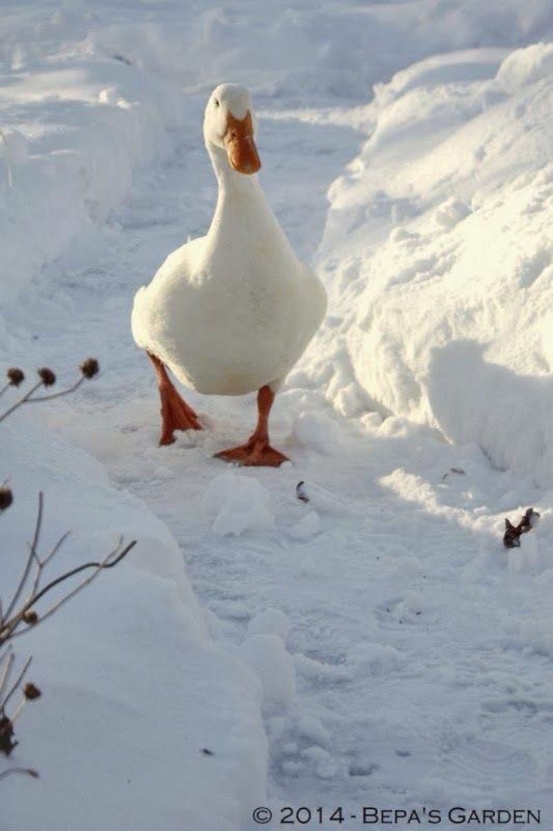 Сноу Гус (Snow Goose)