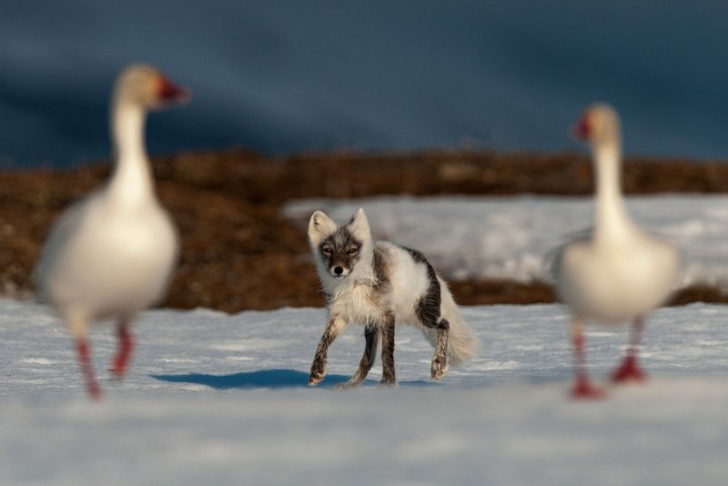 Wildlife photographer Сергей горшков