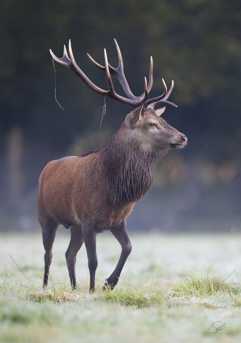 Благородный олень (Cervus elaphus)