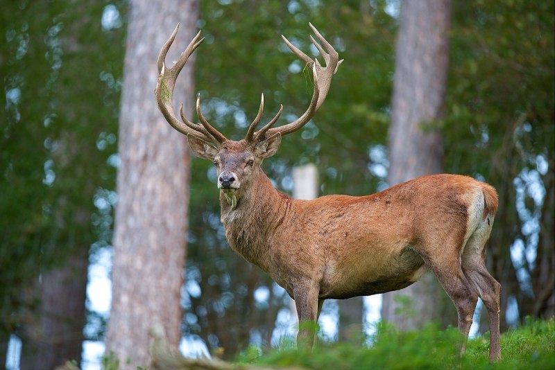 Марал Cervus elaphus