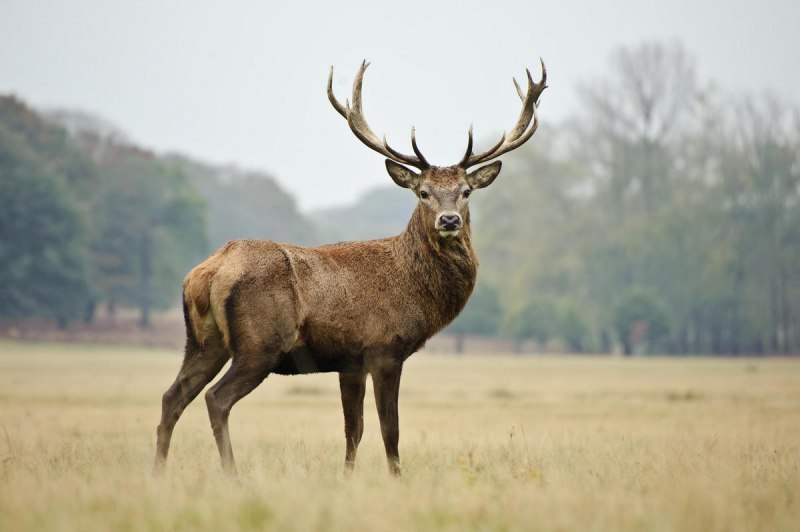 Благородный олень (Cervus elaphus)