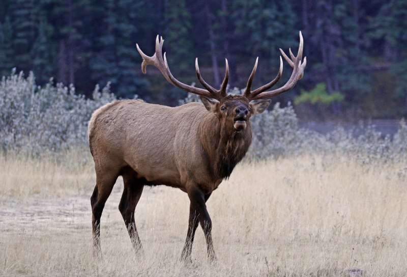 Благородный олень (Cervus elaphus)