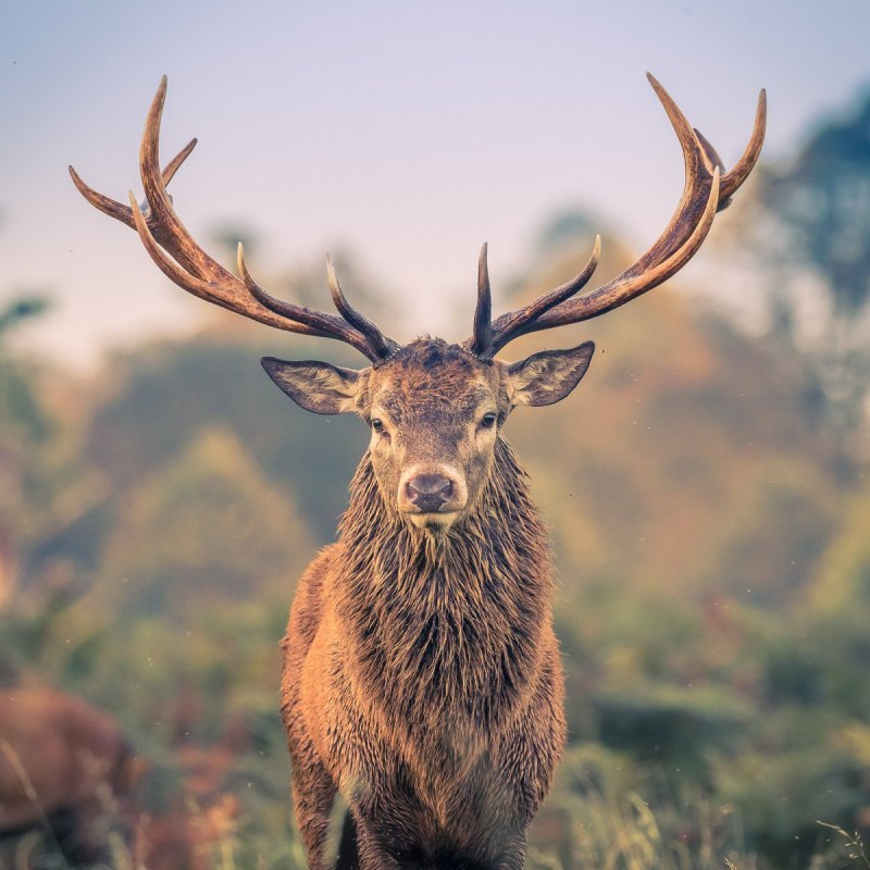 Оленей Cervus Campestris
