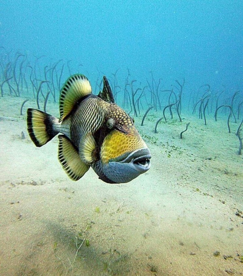 Рыба спинорог красное море