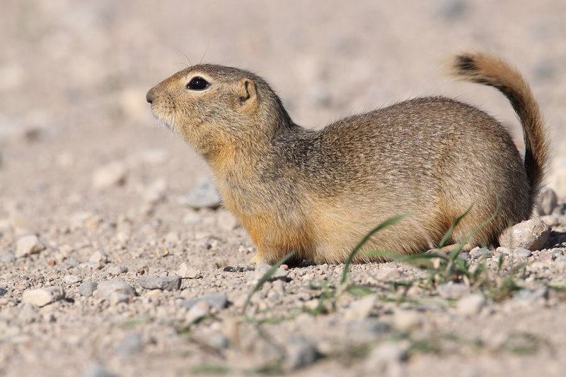 Суслик Ричардсона (Spermophilus richardsonii)