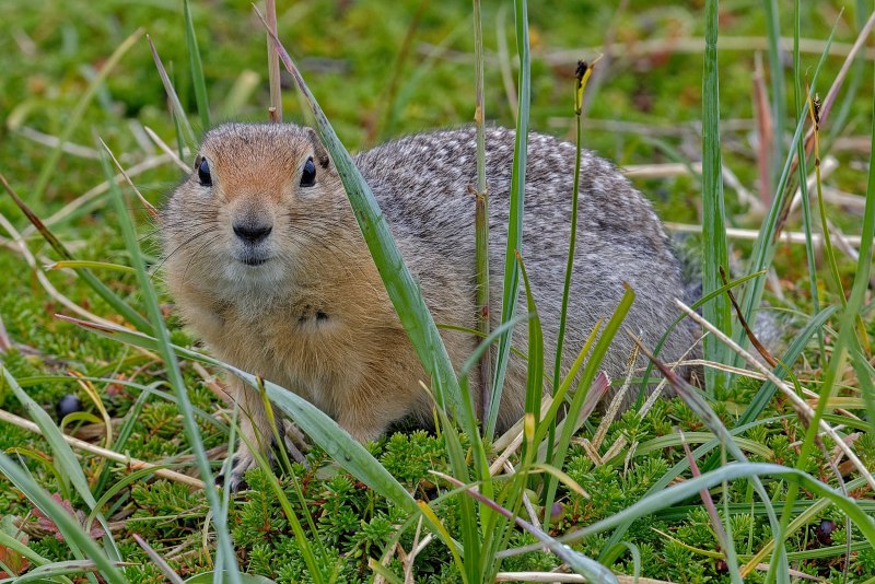 Суслик Краснощекий – Spermophilus erythrogenys