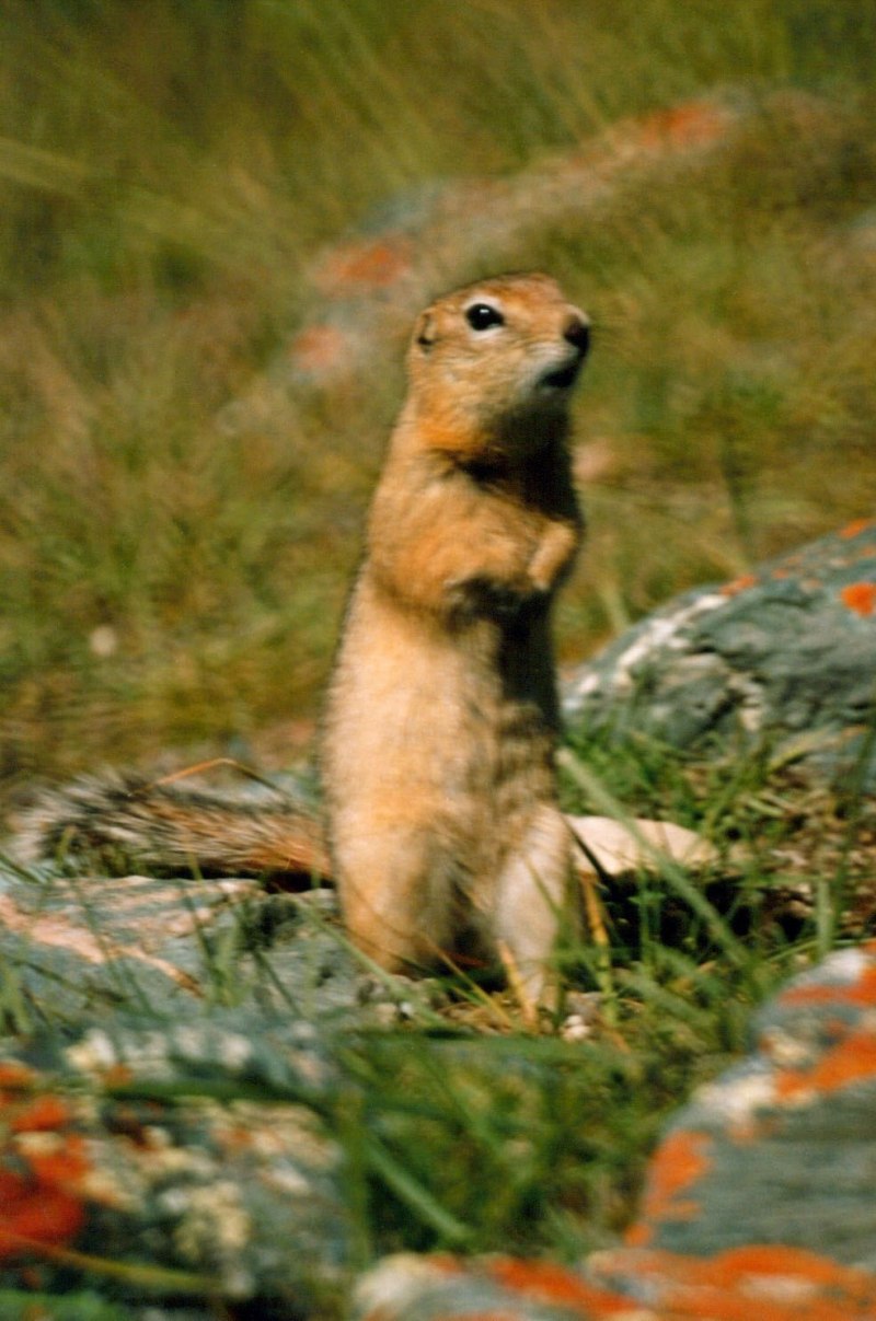 Суслик длиннохвостый Spermophilus undulatus Pallas, 1779