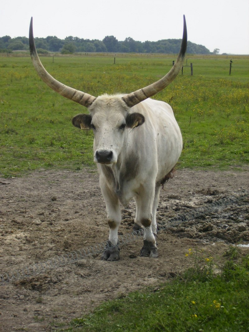 Венгрийская корова