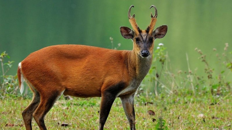 Reeves's Muntjac