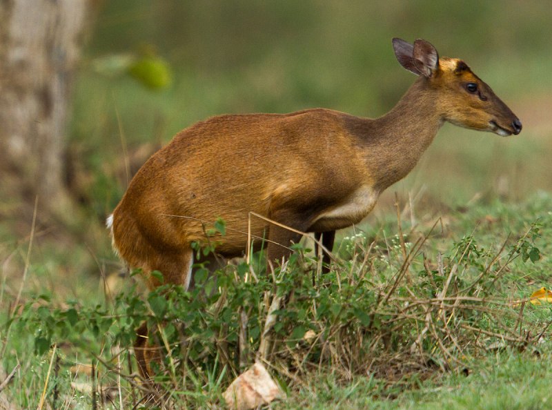 Barking Deer