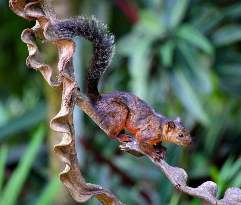 Sciurus VARIEGATOIDES