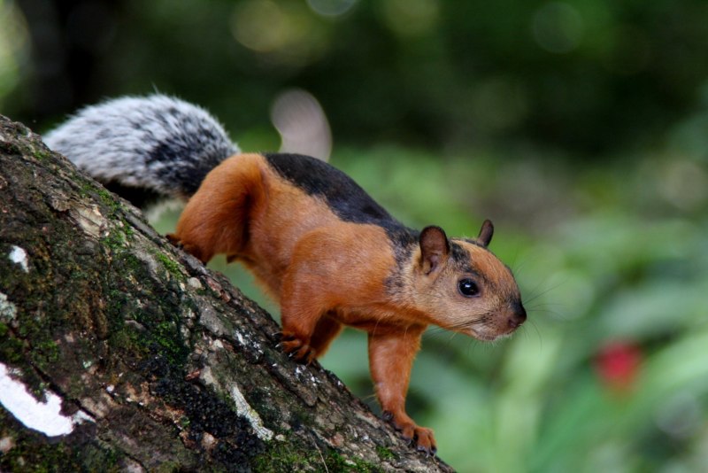 Sciurus VARIEGATOIDES