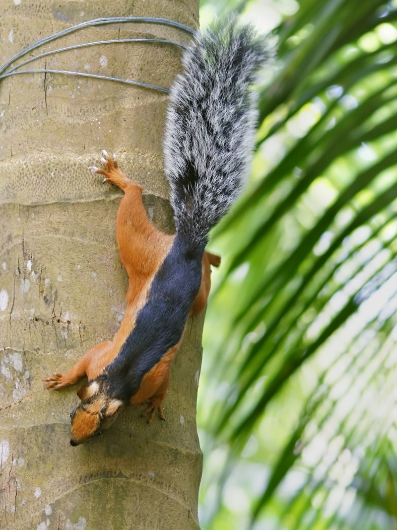 Sciurus VARIEGATOIDES