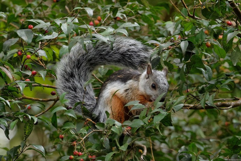 Sciurus VARIEGATOIDES
