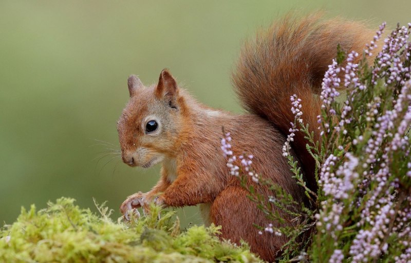 Sciurus VARIEGATOIDES