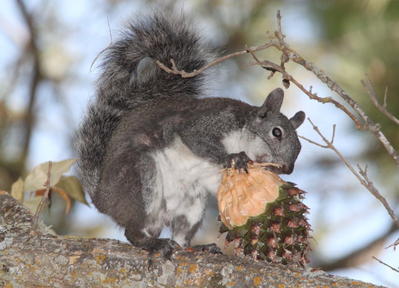 Sciurus yucatanensis