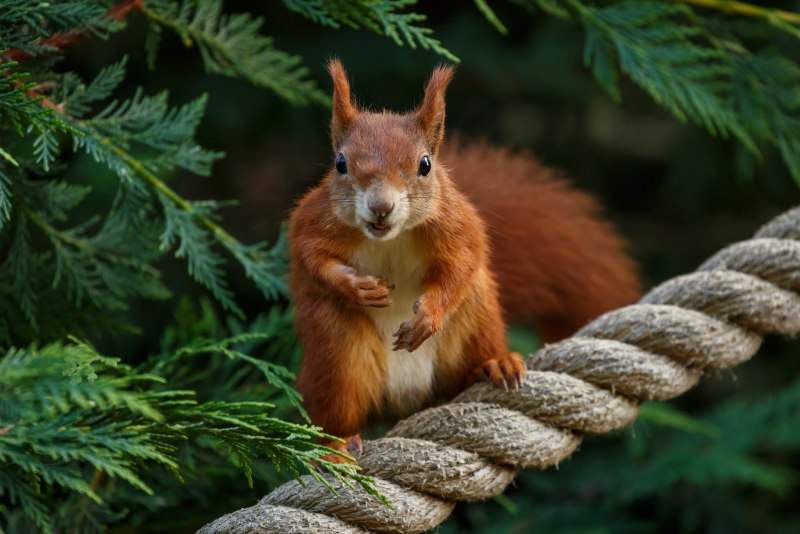 Sciurus VARIEGATOIDES