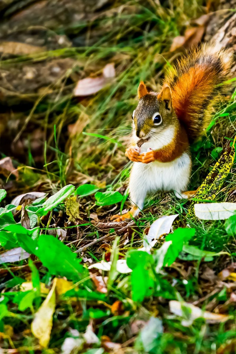 Sciurus VARIEGATOIDES