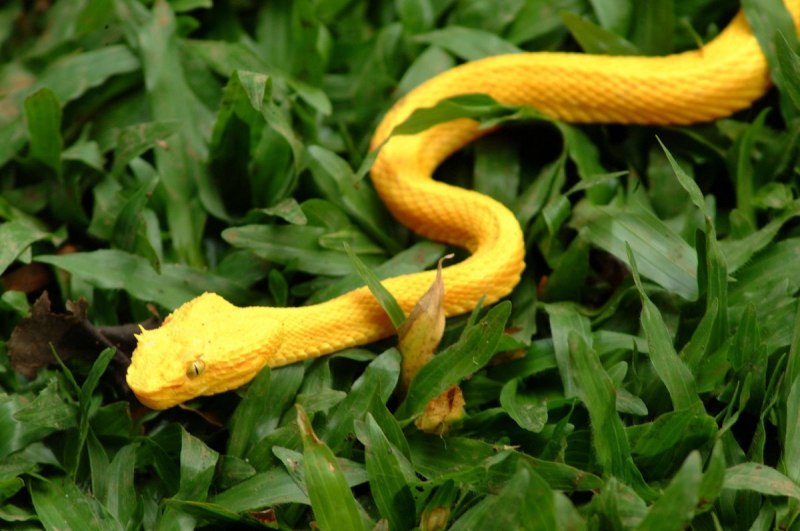 Protobothrops elegans