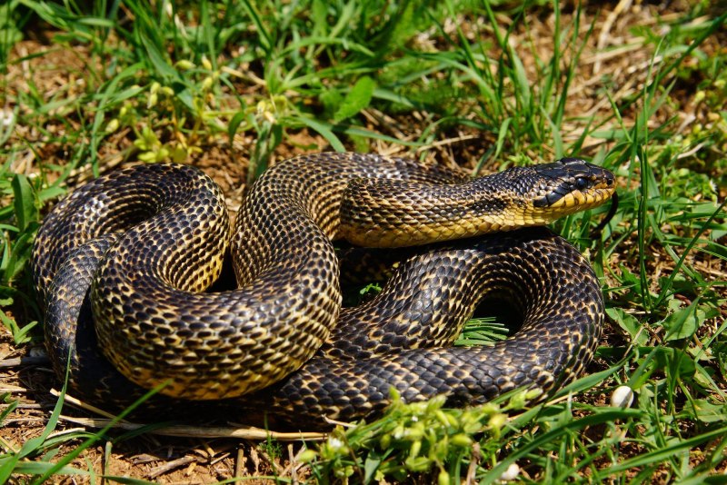 Elaphe quatuorlineata